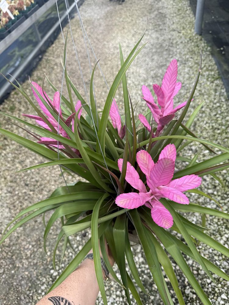 tillandsia-antonio-air-plant-bromeliad