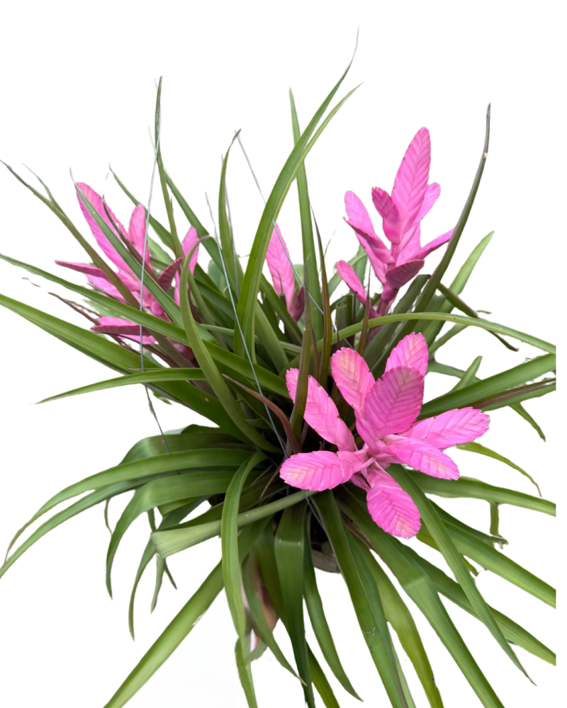 tillandsia-antonio-air-plant-bromeliad