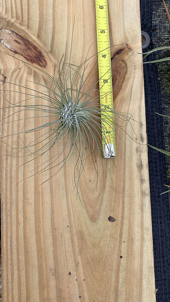tillandsia-argentea-air-plant-bromeliad