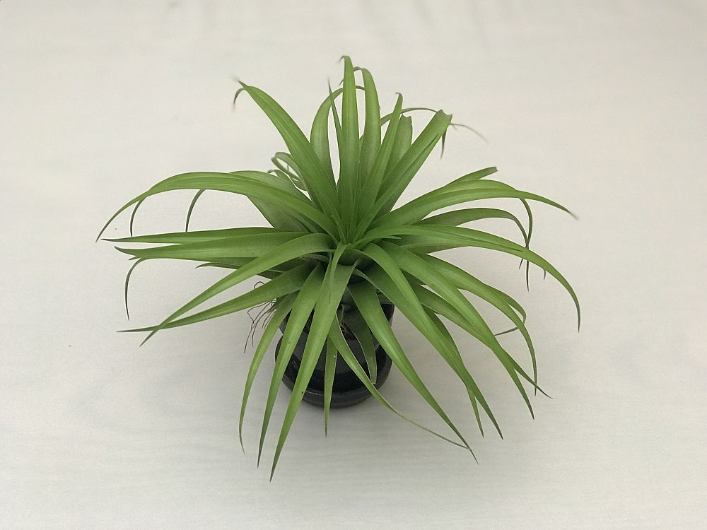 tillandsia-brachycaulos-air-plant-bromeliad