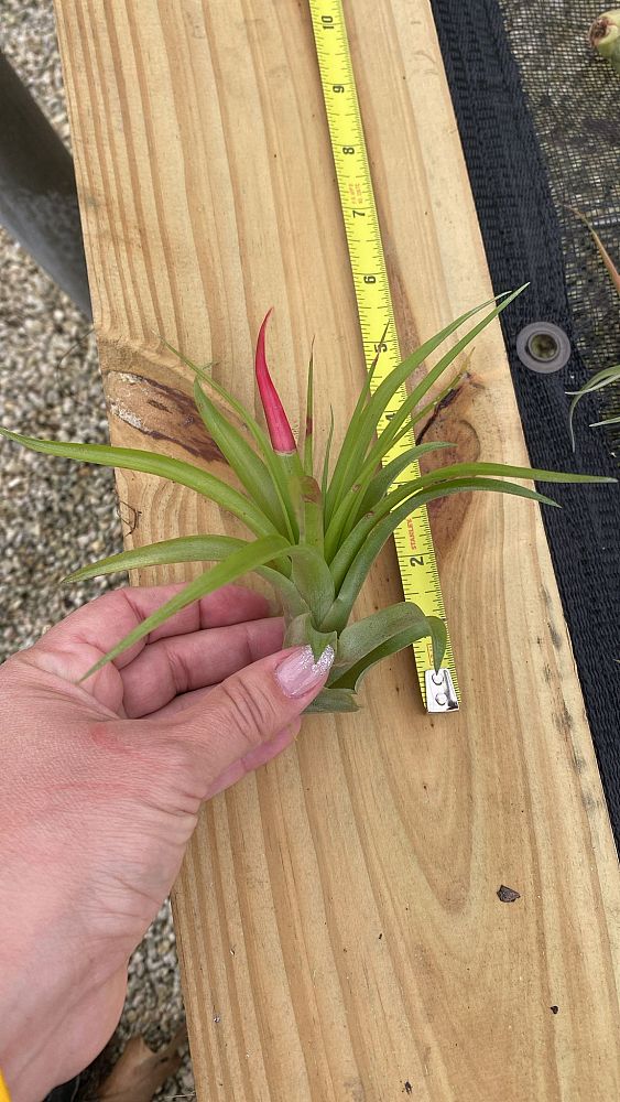 tillandsia-brachycaulos-multiflora-air-plant-bromeliad