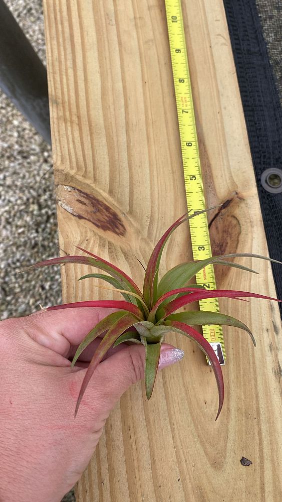 tillandsia-brachycaulos-multiflora-air-plant-bromeliad