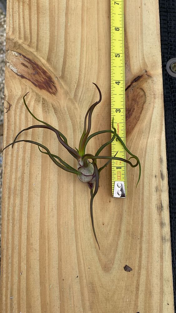 tillandsia-bulbosa-air-plant-bromeliad