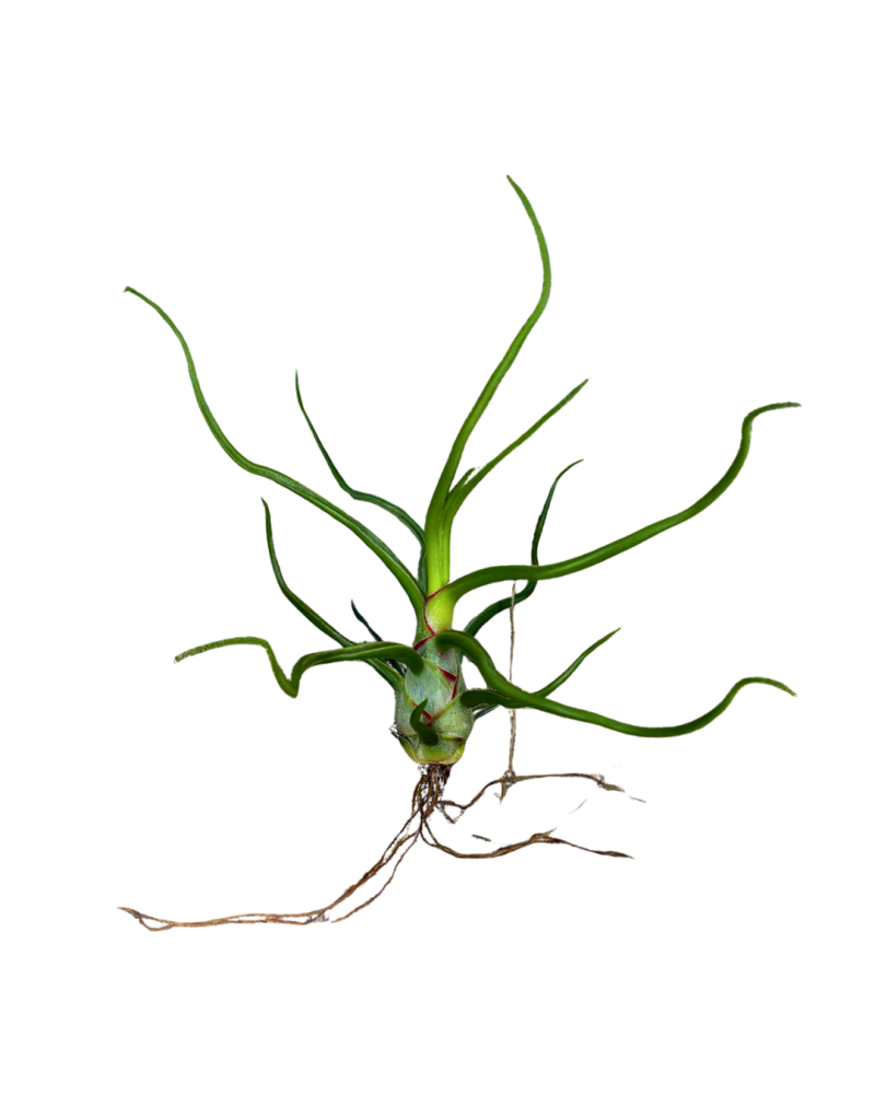 tillandsia-bulbosa-guatemala-air-plant-bromeliad