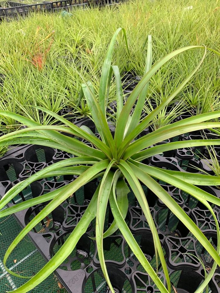tillandsia-capitata-rubra-air-plant-bromeliad