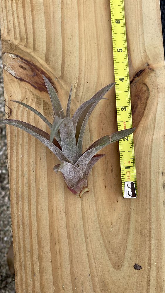 tillandsia-capitata-select-air-plant-bromeliad