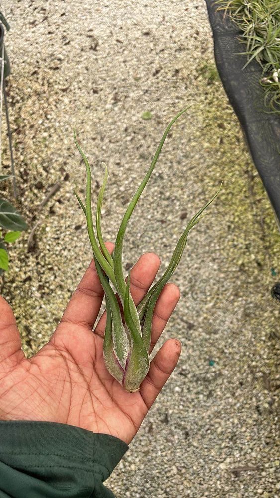 tillandsia-caput-medusae-air-plant-bromeliad