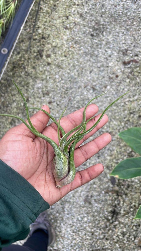 tillandsia-caput-medusae-air-plant-bromeliad