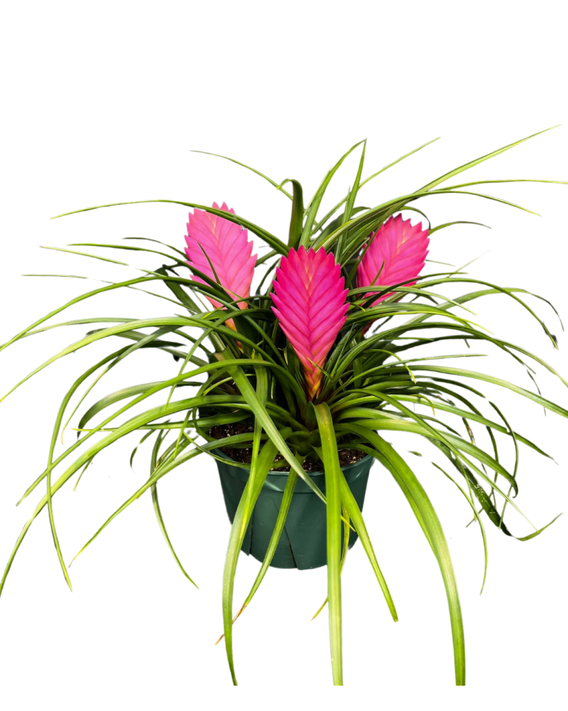 tillandsia-cyanea-air-plant-bromeliad-quill-leaf