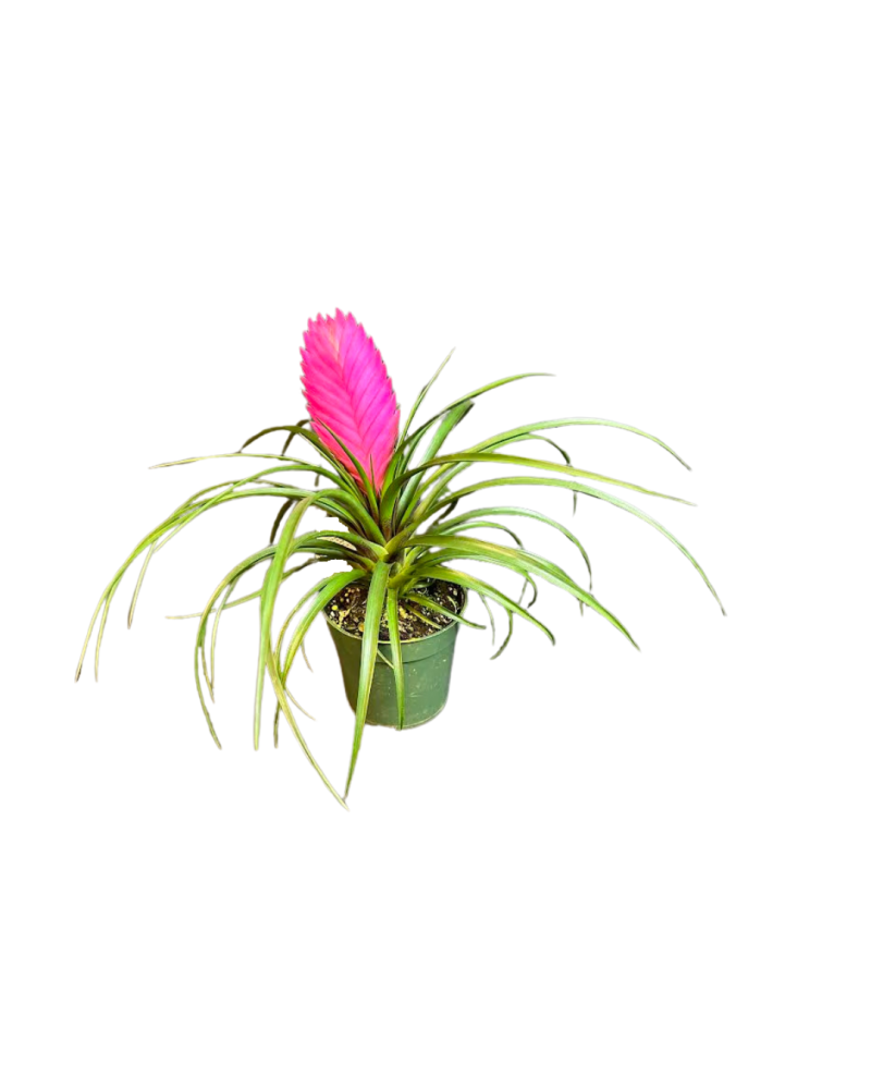 tillandsia-cyanea-air-plant-bromeliad-quill-leaf