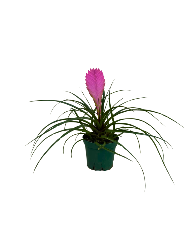 tillandsia-cyanea-air-plant-bromeliad-quill-leaf