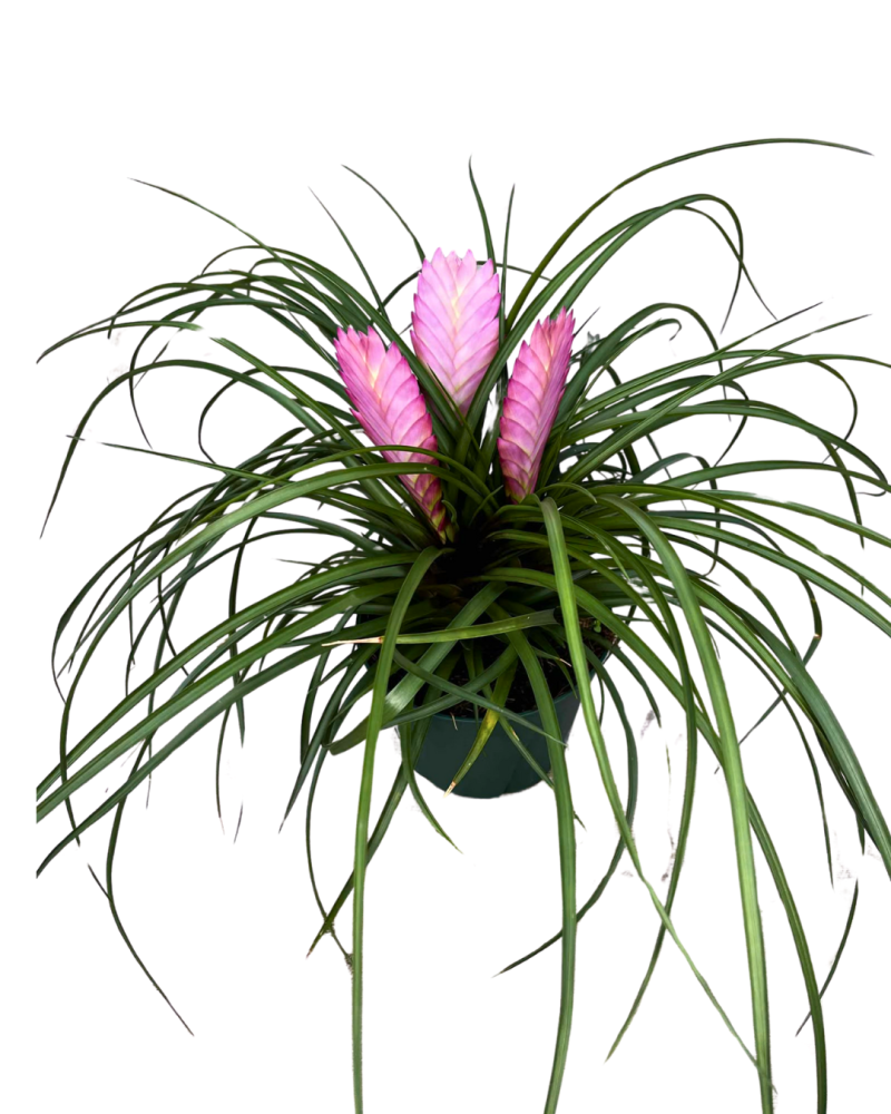 tillandsia-cyanea-air-plant-bromeliad-quill-leaf