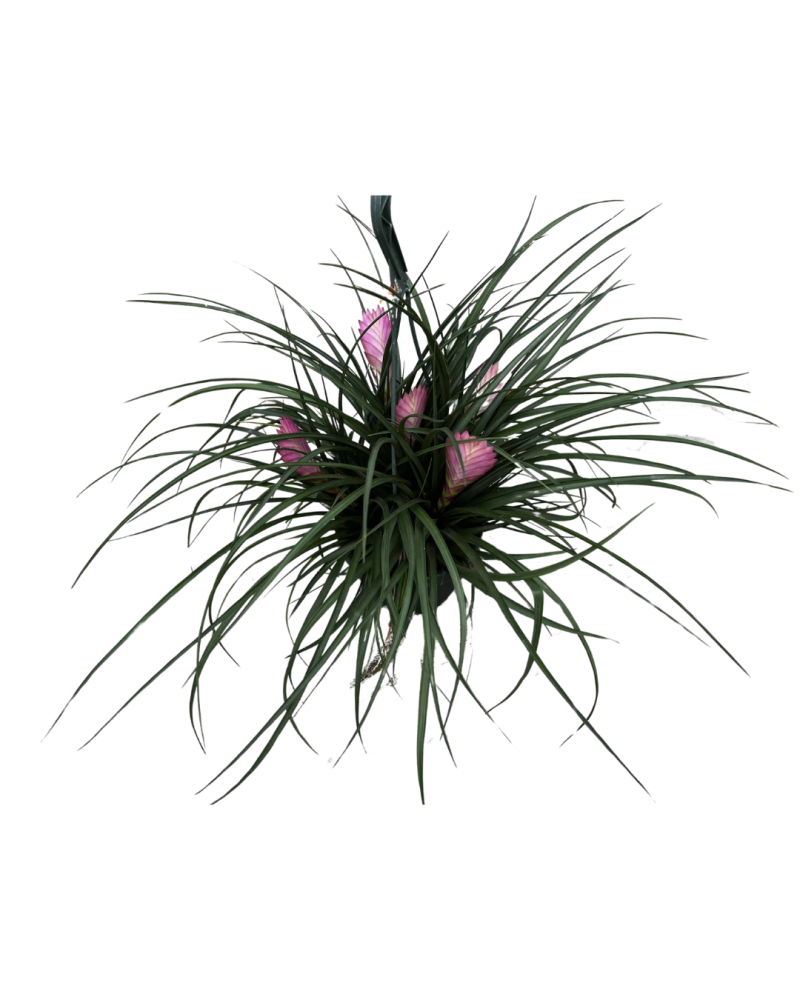 tillandsia-cyanea-air-plant-bromeliad-quill-leaf