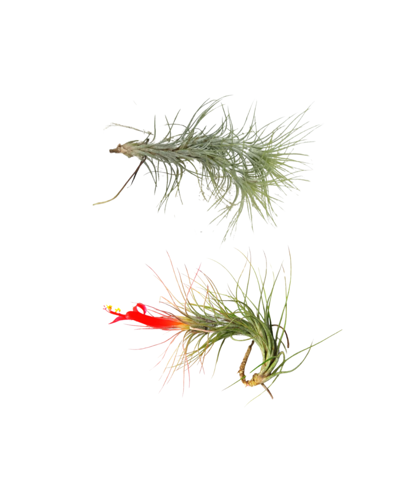 tillandsia-funckiana-air-plant-bromeliad