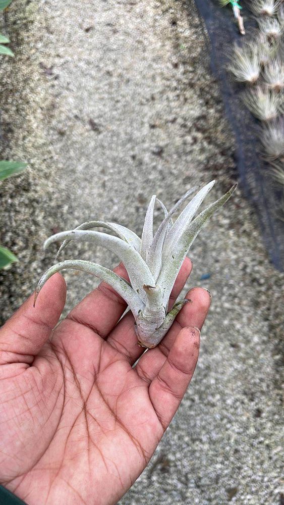 tillandsia-harrisii-air-plant-bromeliad