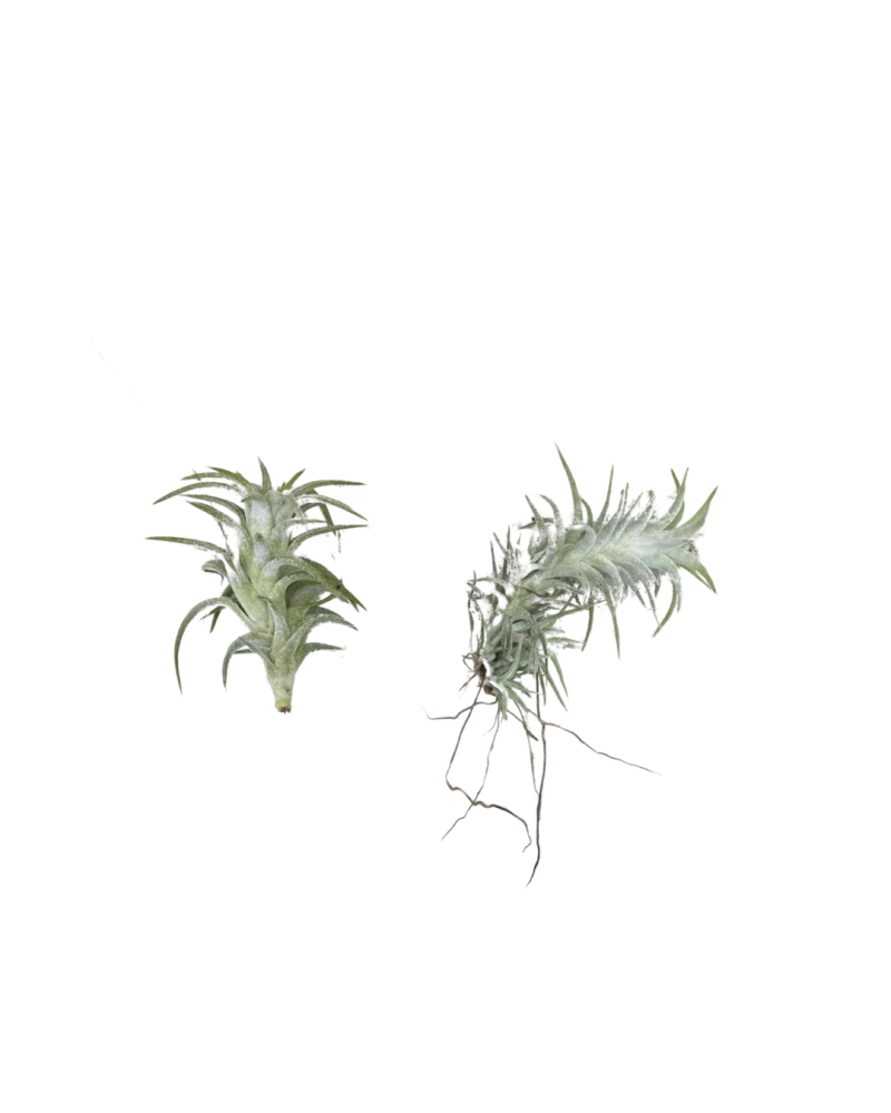 tillandsia-ionantha-air-plant-bromeliad