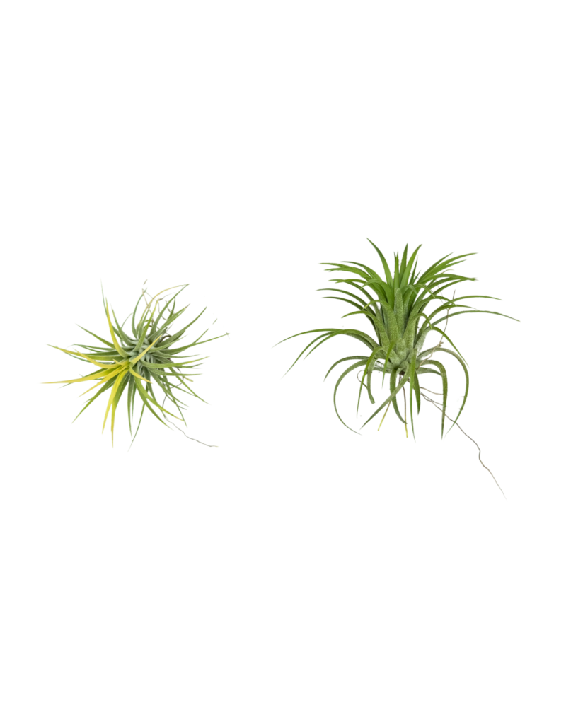 tillandsia-ionantha-druid-air-plant-bromeliad