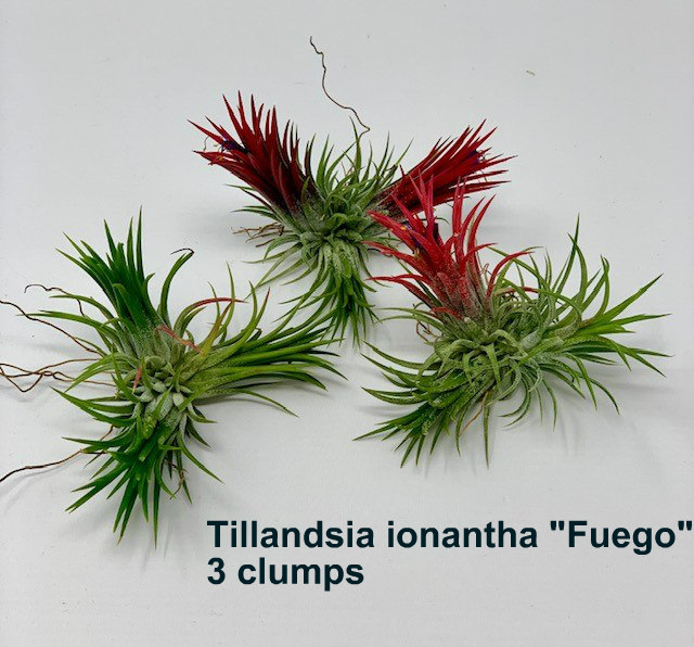 tillandsia-ionantha-fuego-air-plant-bromeliad