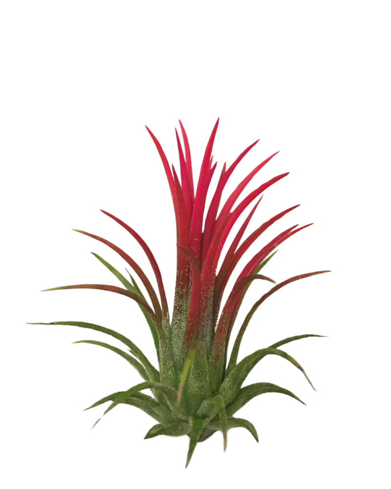 tillandsia-ionantha-fuego-air-plant-bromeliad