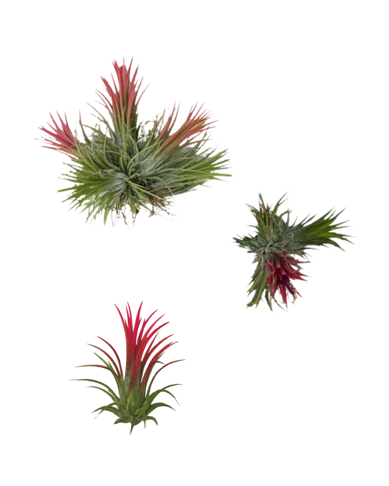 tillandsia-ionantha-fuego-air-plant-bromeliad