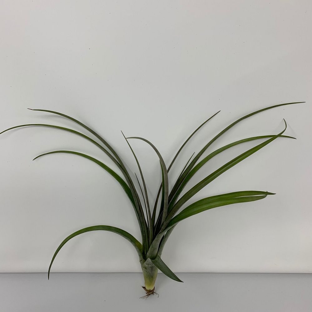 tillandsia-ionantha-rubra-air-plant-bromeliad