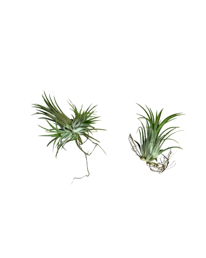 tillandsia-ionantha-rubra-air-plant-bromeliad