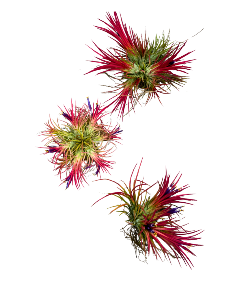 tillandsia-ionantha-rubra-air-plant-bromeliad