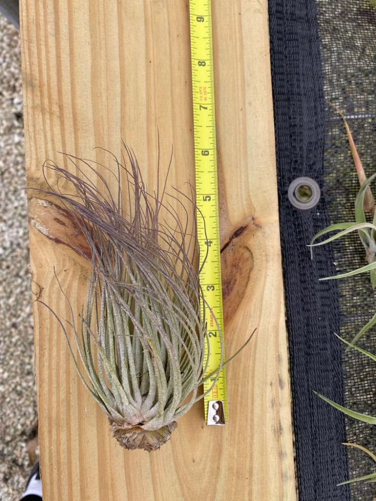 tillandsia-magnusiana-air-plant-bromeliad
