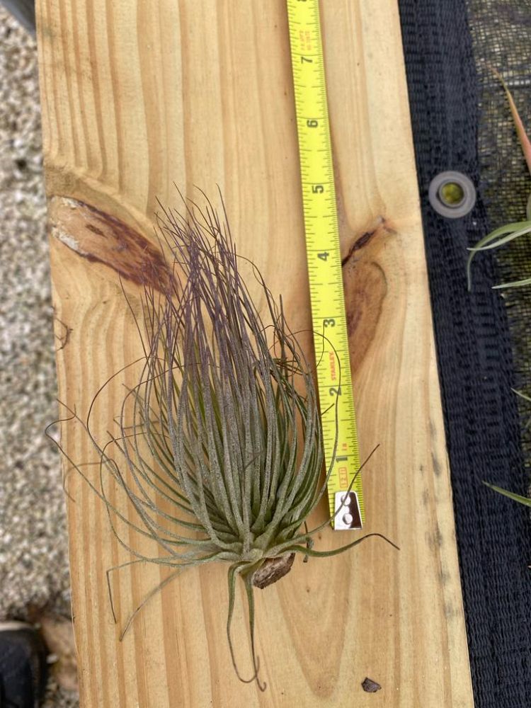 tillandsia-magnusiana-air-plant-bromeliad