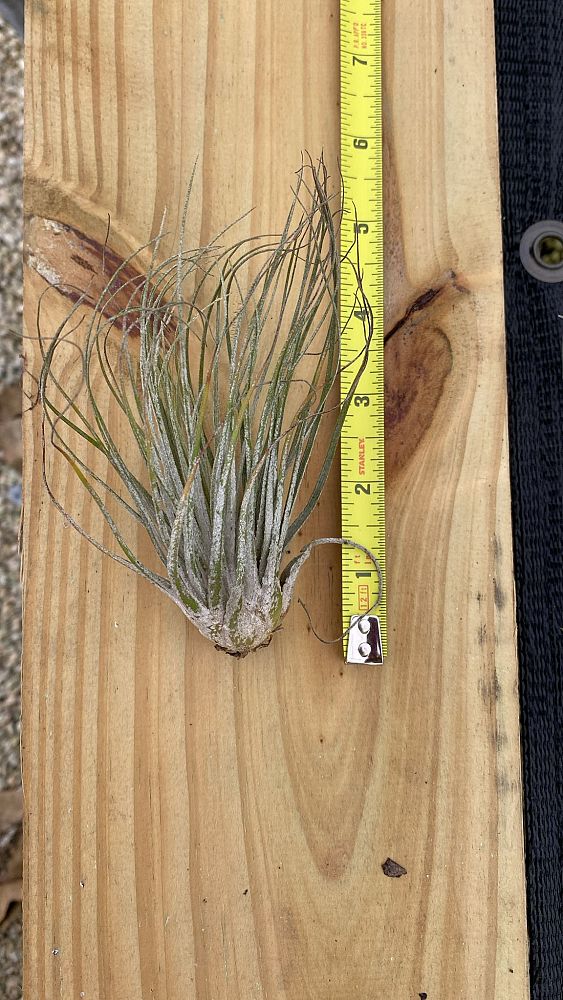 tillandsia-oaxacana-air-plant-bromeliad