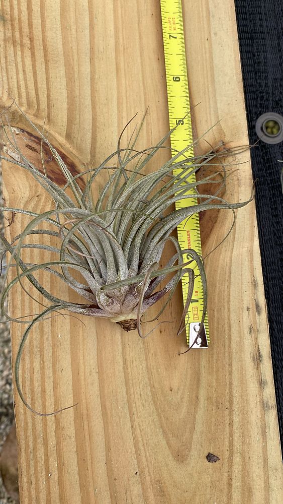 tillandsia-oaxacana-air-plant-bromeliad