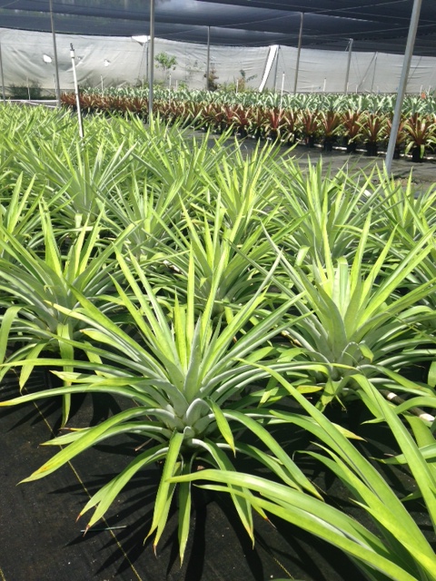 tillandsia-oerstediana-air-plant-bromeliad