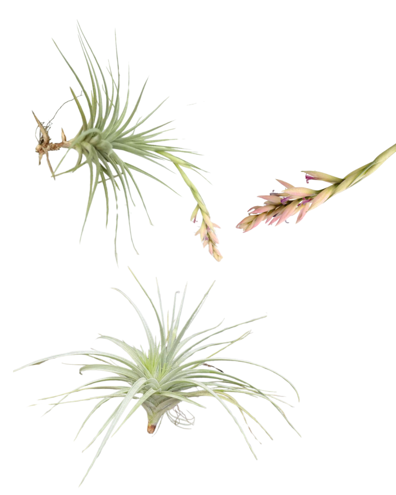tillandsia-stricta-air-plant-bromeliad