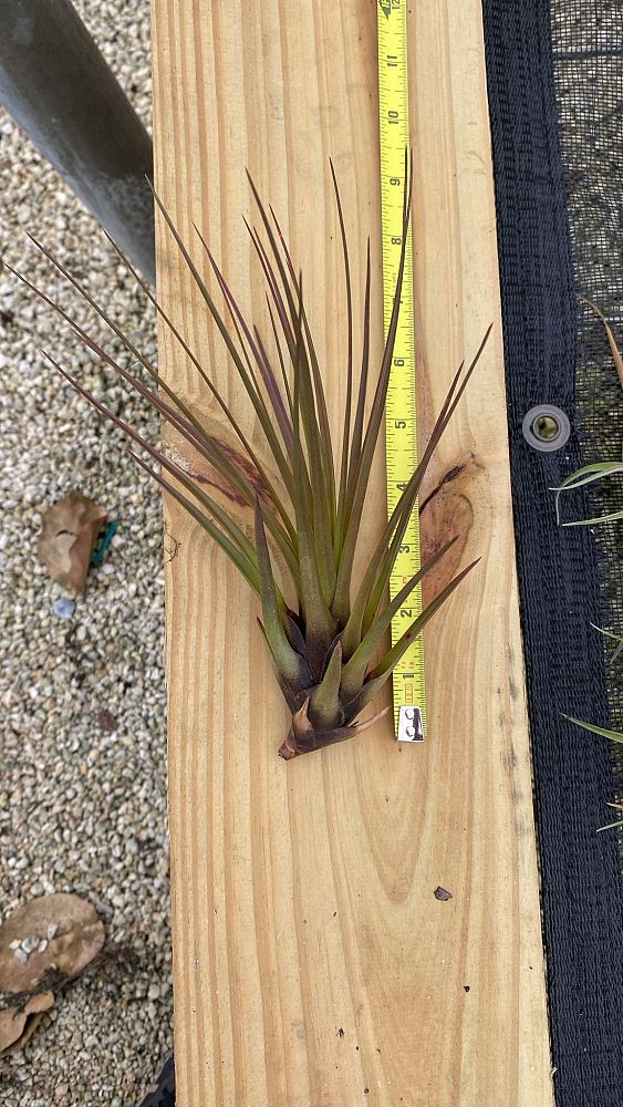 tillandsia-tricolor-melanocrater-air-plant-bromeliad