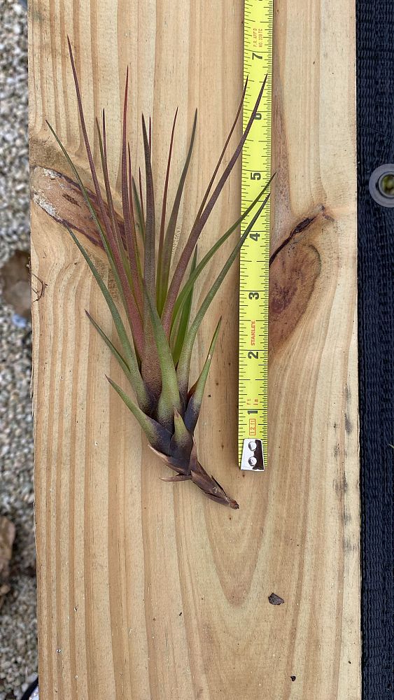 tillandsia-tricolor-melanocrater-air-plant-bromeliad