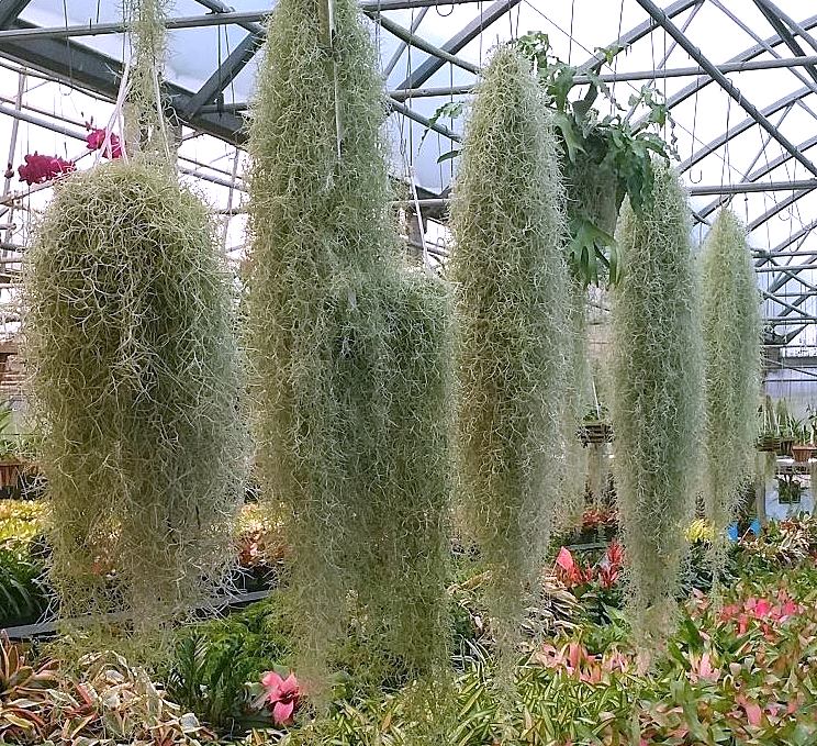 tillandsia-usneoides-spanish-moss-air-plant-bromeliad