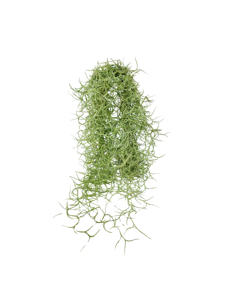 tillandsia-usneoides-spanish-moss-air-plant-bromeliad