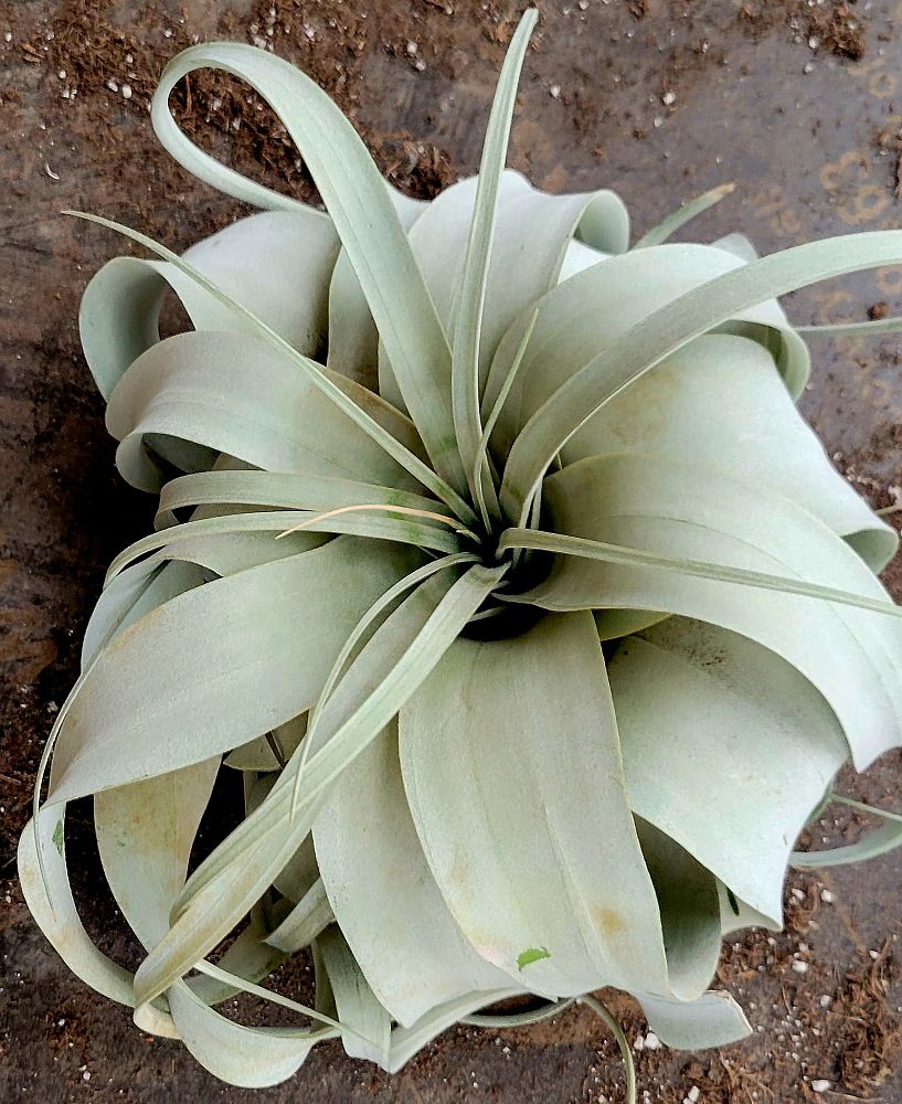 tillandsia-xerographica-air-plant-bromeliad