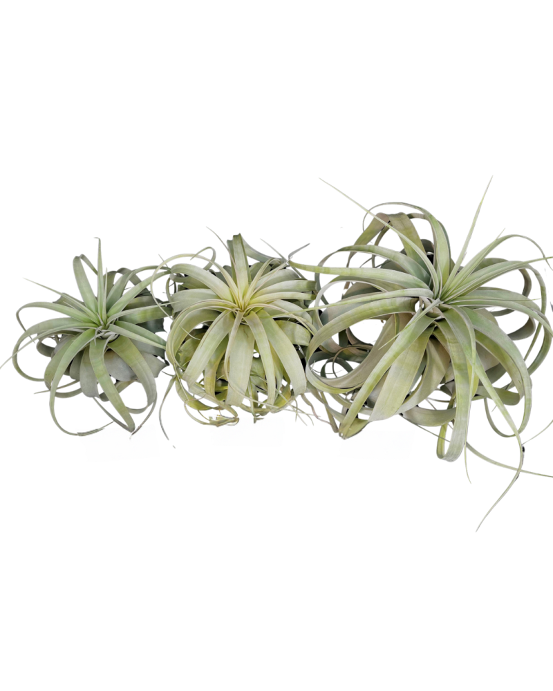 tillandsia-xerographica-air-plant-bromeliad