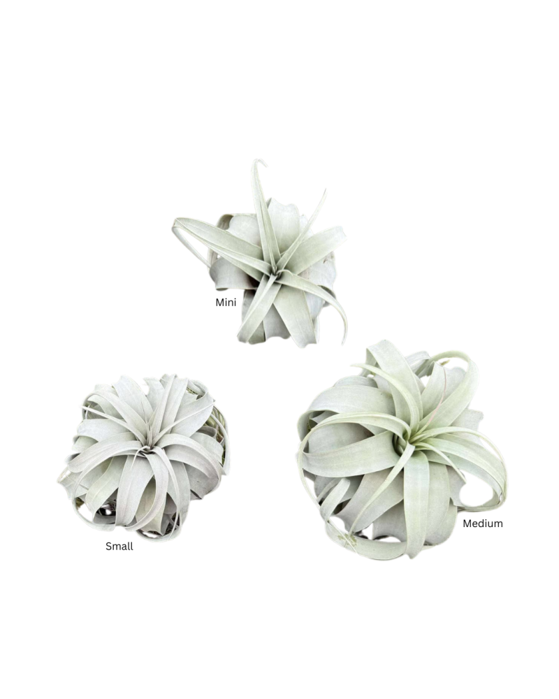 tillandsia-xerographica-air-plant-bromeliad