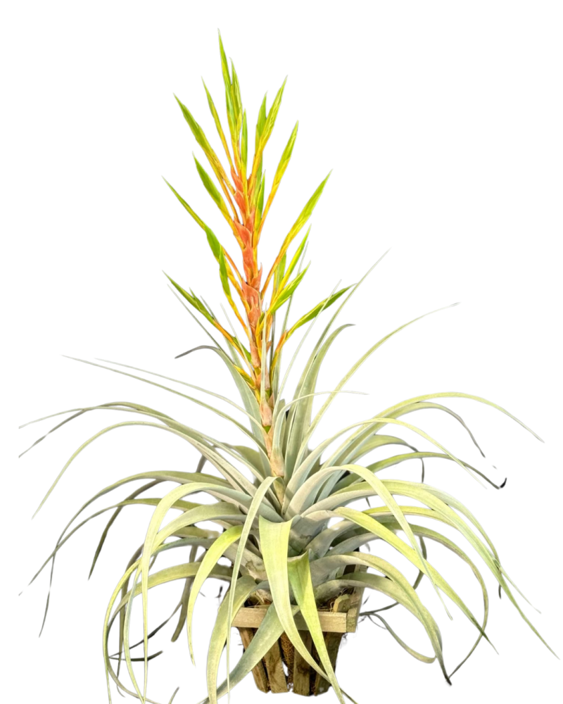 tillandsia-xerographica-air-plant-bromeliad