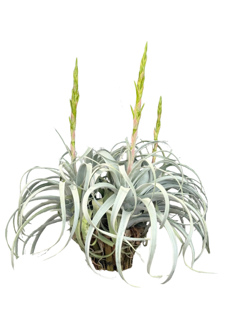 tillandsia-xerographica-air-plant-bromeliad