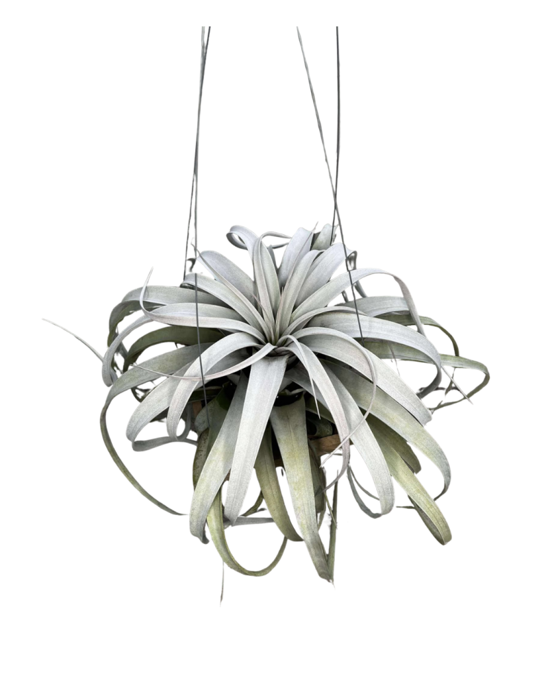 tillandsia-xerographica-air-plant-bromeliad
