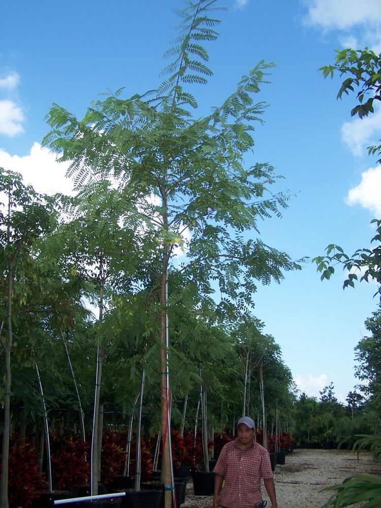tipuana-tipu-pride-of-bolivia-rosewood