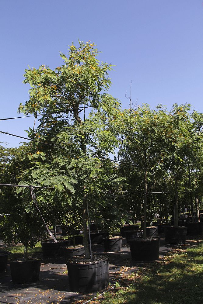 tipuana-tipu-pride-of-bolivia-rosewood