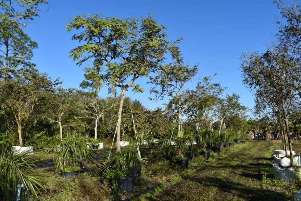 tipuana-tipu-pride-of-bolivia-rosewood