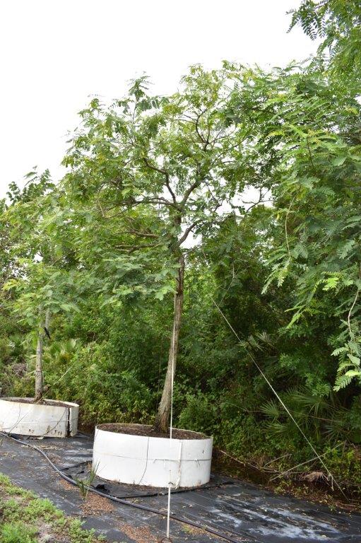 tipuana-tipu-pride-of-bolivia-rosewood
