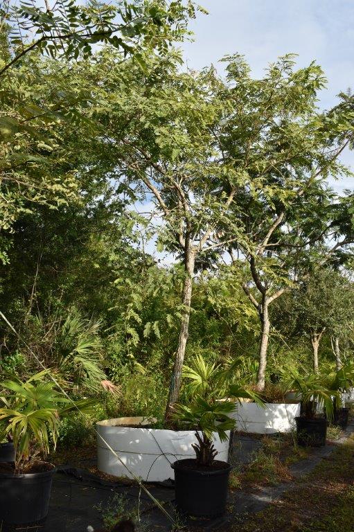 tipuana-tipu-pride-of-bolivia-rosewood