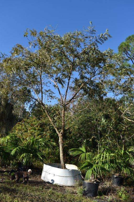 tipuana-tipu-pride-of-bolivia-rosewood