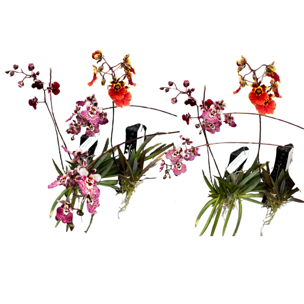 tolumnia-spp-orchids